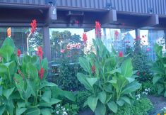 Others 7 Advance Inn