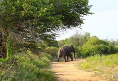 Others 7 Best Life Eco Resort Mattala