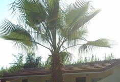 其他 5 Osay Magic Garden