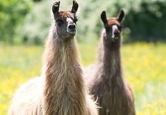 Others 3 Glyndwr Vineyard