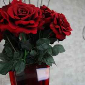 Primary image1杜拉杜斯 Bravo City 飯店,Vila Palladio飯店