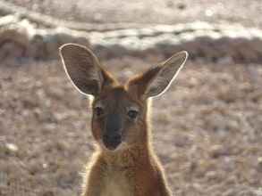 Others 4 On the Deck @ Shark Bay