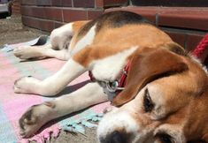 Others 3 Lodge Yamajyuu