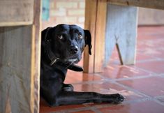 其他 5 Hostel Manga Rosa