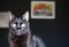 其他 4 Hostel Manga Rosa