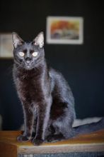 其他 4 Hostel Manga Rosa