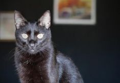 Others 4 Hostel Manga Rosa