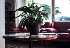 기타 4 Hotel Internazionale