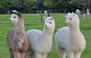 Others 6 Silverstream Alpaca Farmstay and Tour