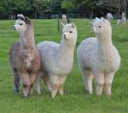 Others 6 Silverstream Alpaca Farmstay and Tour