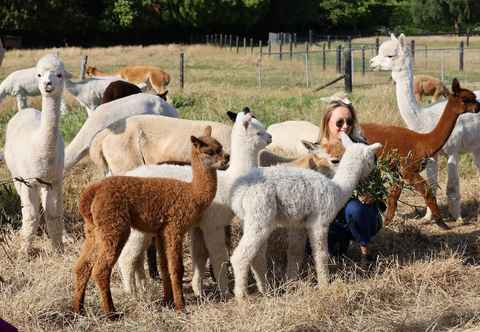 Others Silverstream Alpaca Farmstay and Tour