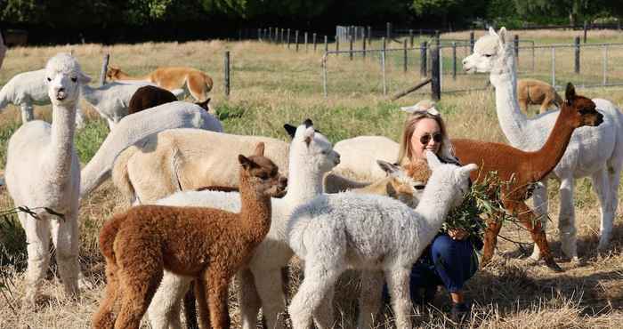 Lain-lain Silverstream Alpaca Farmstay and Tour