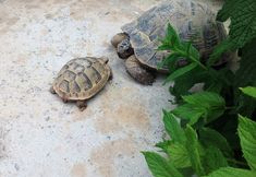 Lain-lain 4 Mozaik Otel