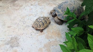 Lain-lain 4 Mozaik Otel