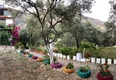 其他 3 Marti Pansiyon