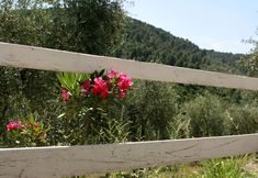 기타 7 Atlhos Vieste Affittacamere