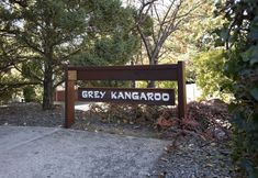 Lainnya 2 Grey Kangaroo- On Lake Jindabyne foreshore