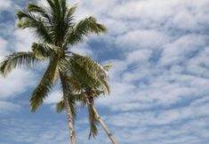 Others 7 Alma's Guesthouse