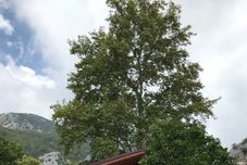 Others Asya Bungalow