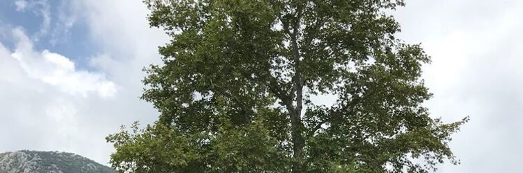 Others Asya Bungalow