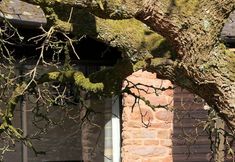 Others 7 Middle Burrow