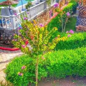 Primary image1阿爾汀昆塔堤爾灣飯店,Kırobası Bucağı飯店