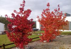 Others 4 Casas da Bica