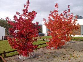 Others 4 Casas da Bica