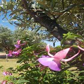 Primary image 1 Villa Aurelio, Isca sullo Ionio Hotels