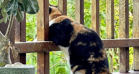 Others 2 Lantala Residence