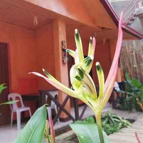 Primary image 1 ฟอเรสท์อินน์, โรงแรม & ที่พัก LOCO BAR