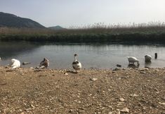 その他 6 Altin Konaklari