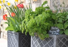 Others 5 Stone Mouse Cottage