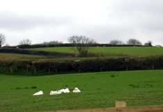 기타 4 Bowbeer Barn