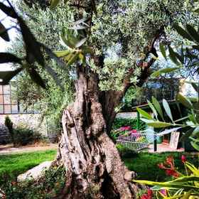 Primary image 1 My Bungalov, Datça District Hotels