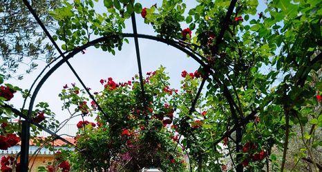 その他 2 Olive Farm Of Datca