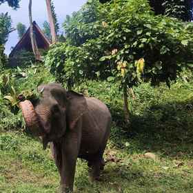 Primary image 1 Green Forest Tangkahan, Alun-Alun Tengku Amir Hamzah Langkat Hotels