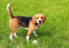 其他 4 Rodeway Inn