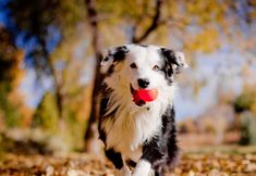 기타 4 Best Western Plus Victor Inn & Suites