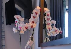 기타 7 Alexis Hotel