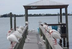 其他 3 Paradise Cove at Lemon Bay