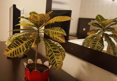 Others 6 Cankaya Konagi