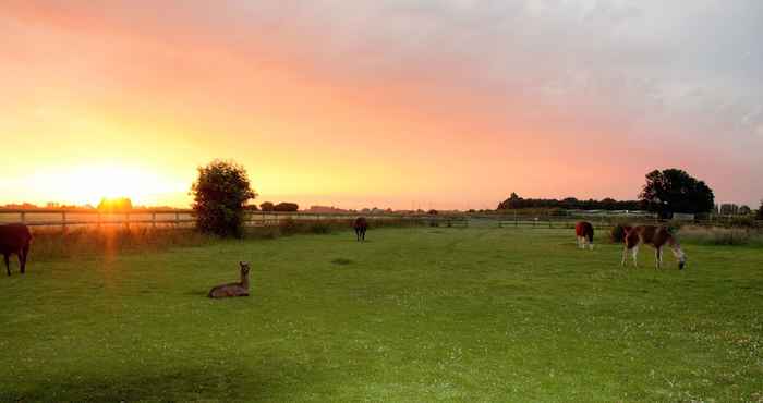 Others Glamping With Llamas