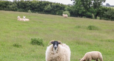 Others 2 Beech Cottage