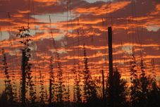 其他 Hopyard View Farm - A Farm Experience in Ashland