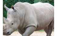 Others 5 The Rhinos 1