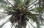 Khác 2 Coconut Homestay