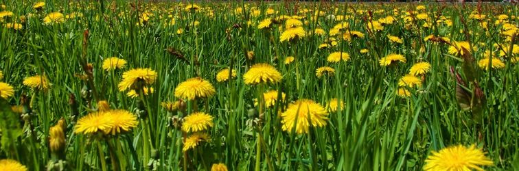 其他 Aparthotel Diamond SPA Family