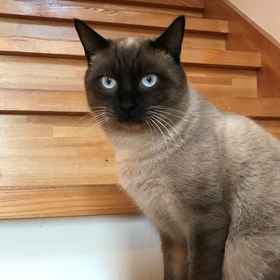 Property amenity1Longfield,船桥市飯店