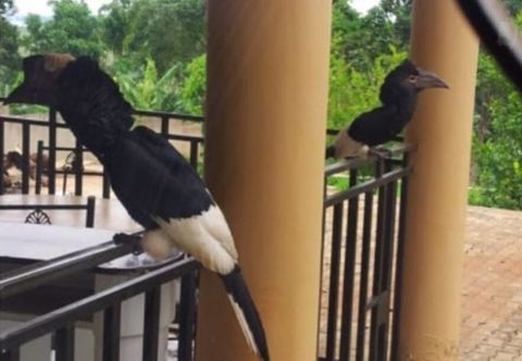 기타 Lake Victoria View Lodge